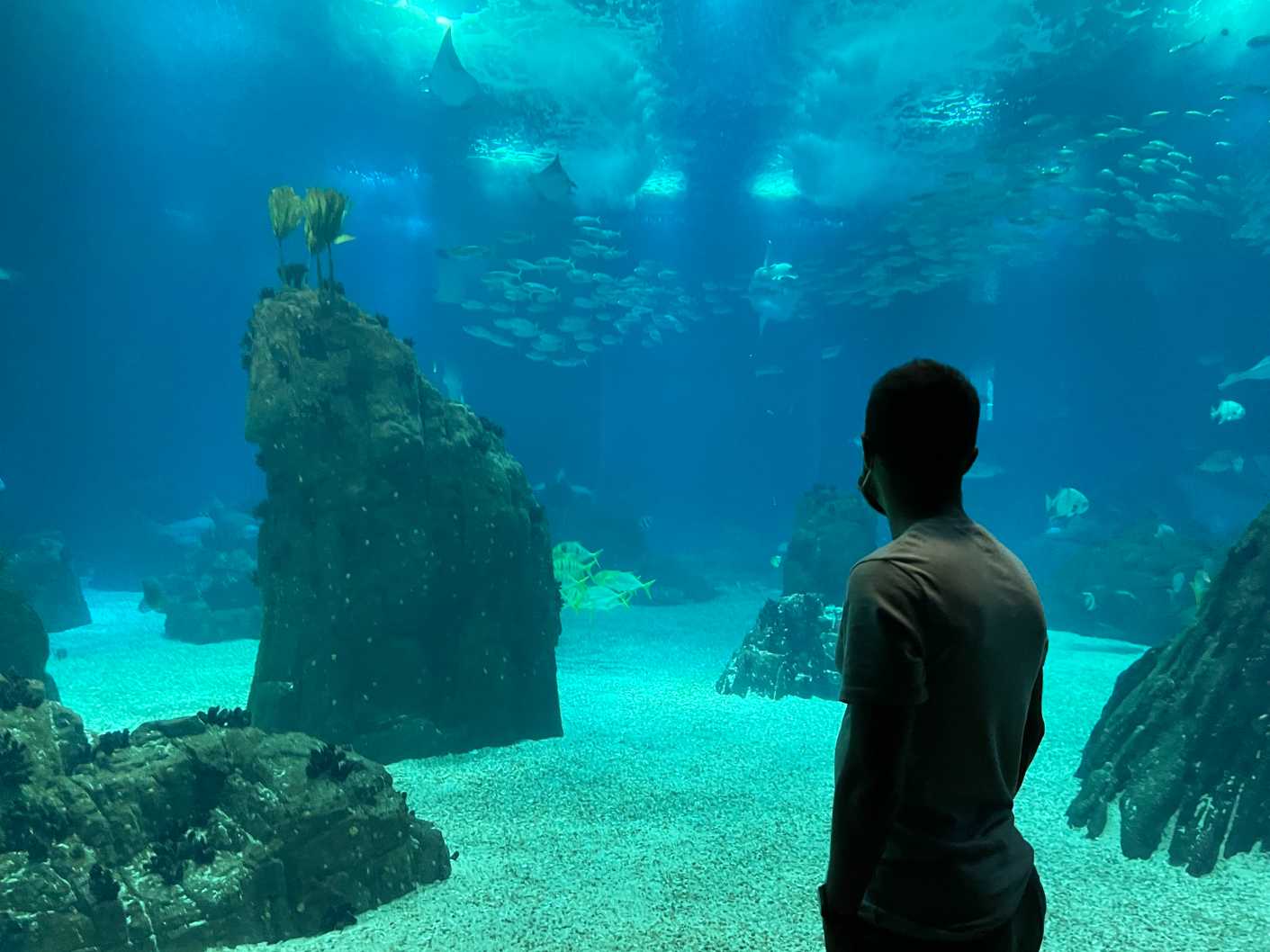 oceanario aquarium lisbon