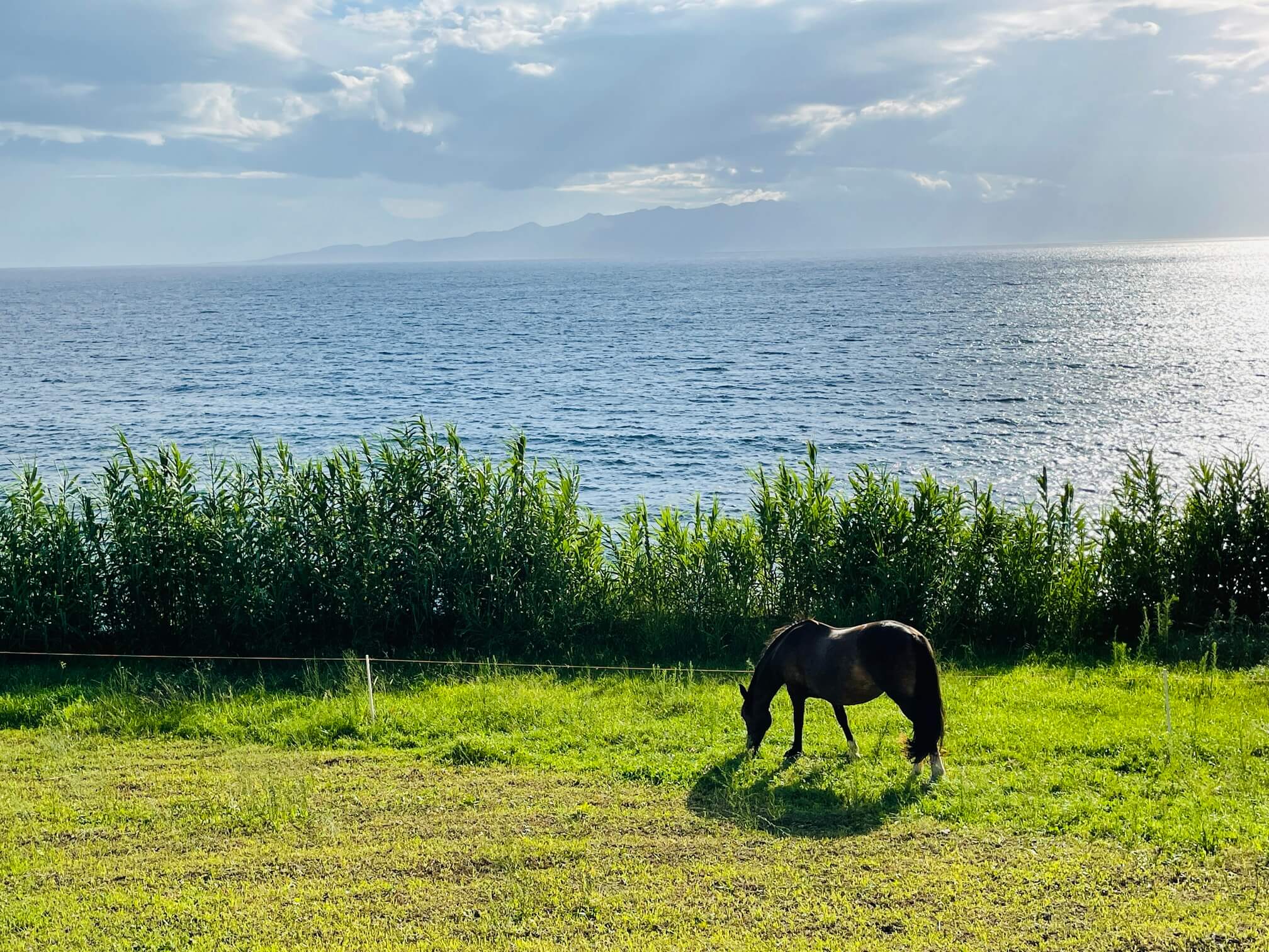 horse azores